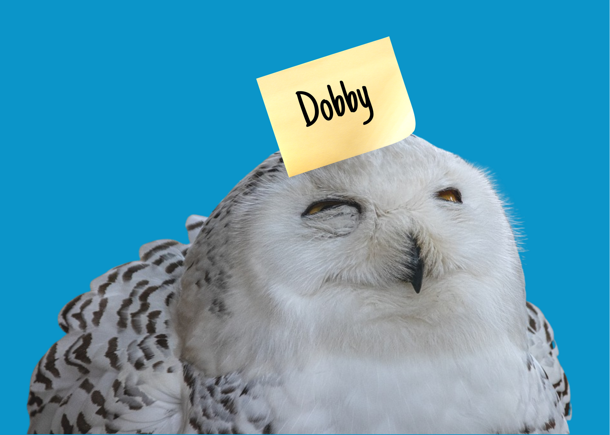 A snowy owl squinting like it is thinking hard with a post it note with "Dobby" on its forehead.