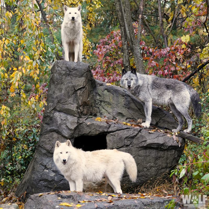 Image of three wolves on a rock