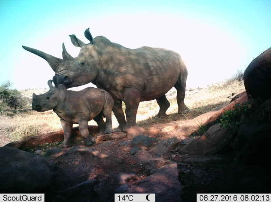 Two rhinos facing to the left in a still image from a wildlife trail camera
