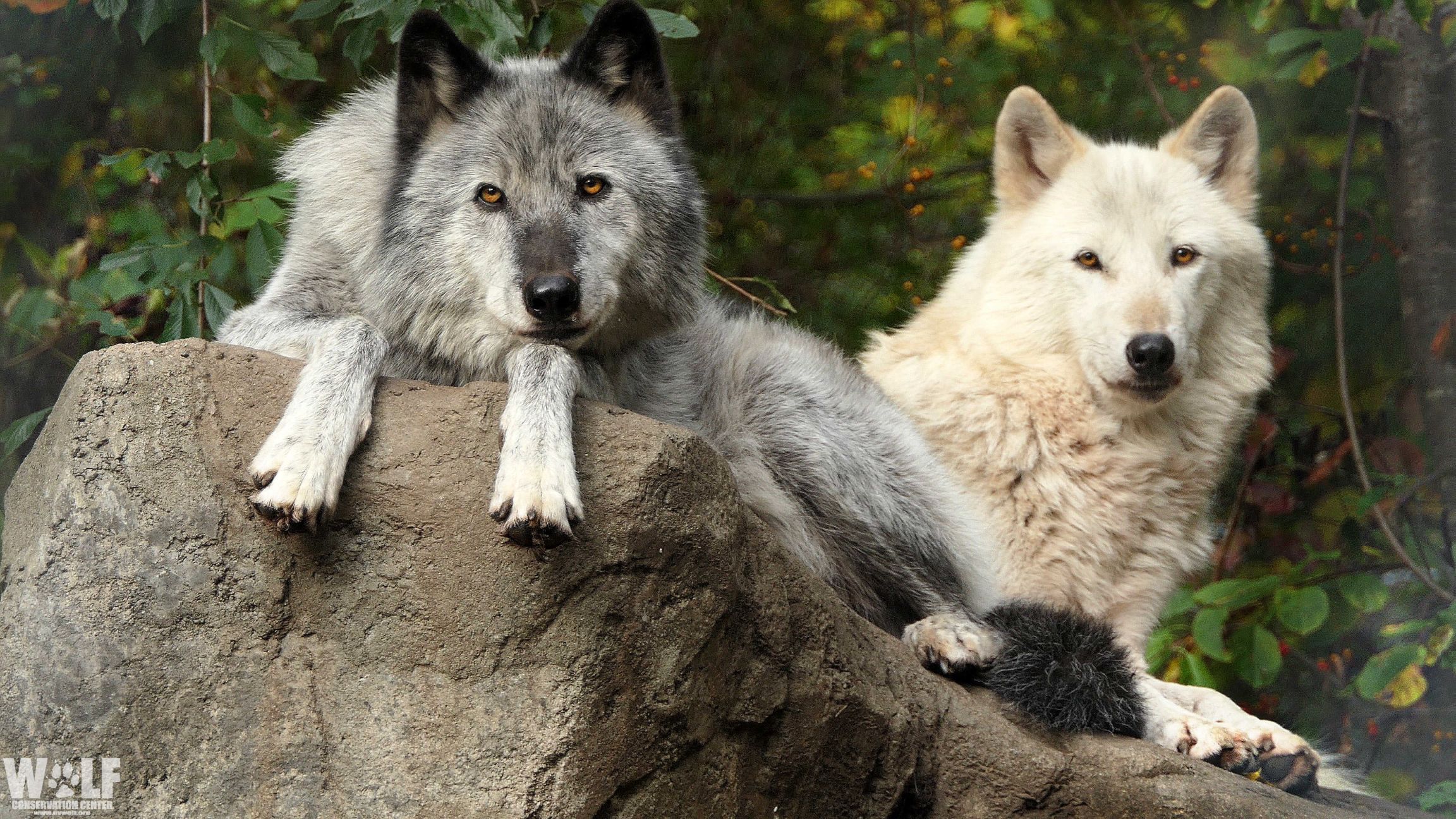 Two wolves from WCC lying comfortably on a rock and making eye contact with the camera