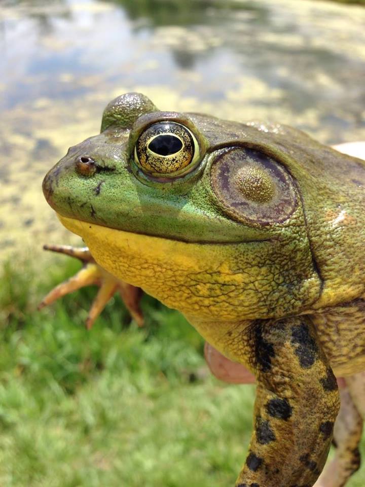 Image of bullfrog in profile