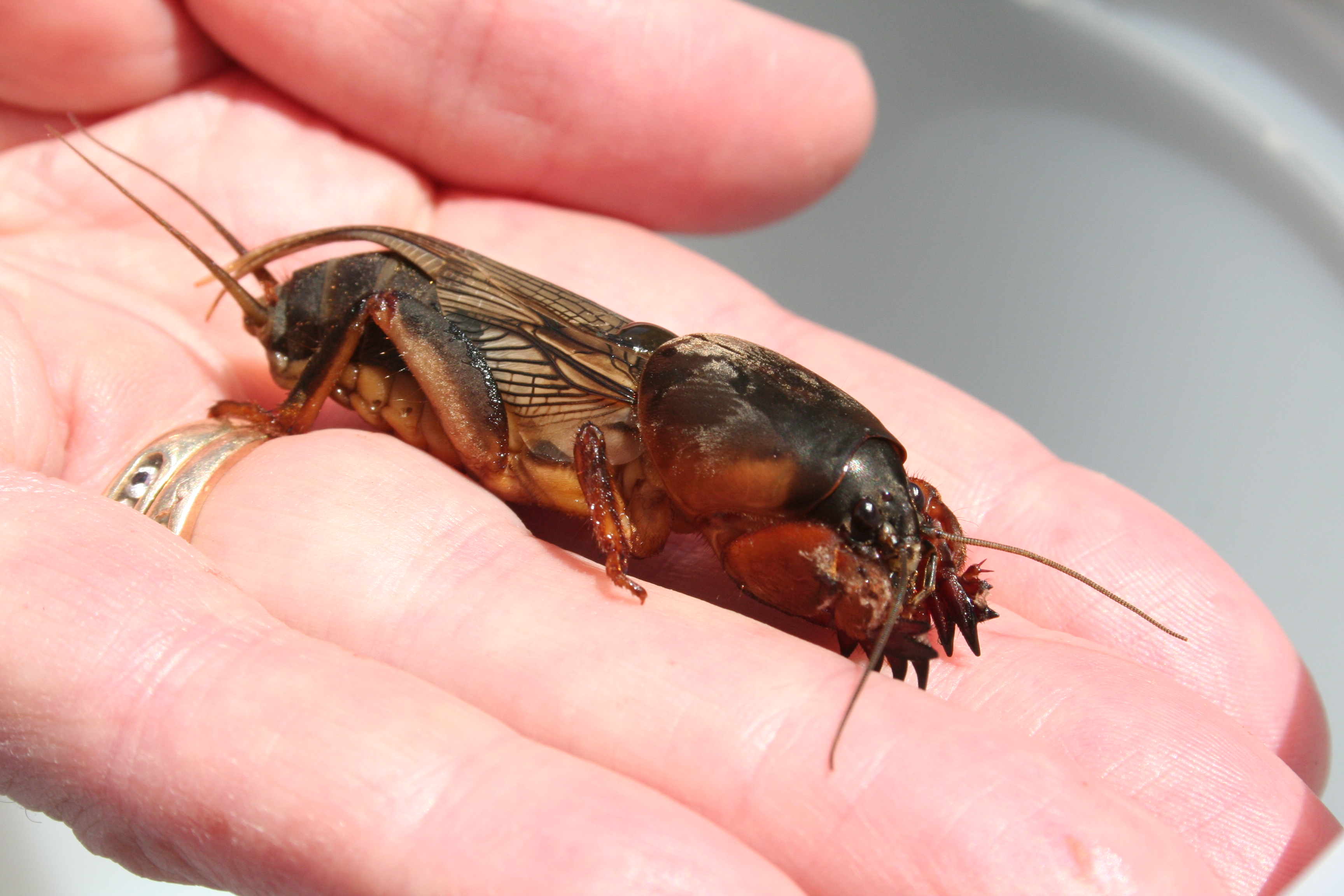 Image of mole cricket in person's hand.