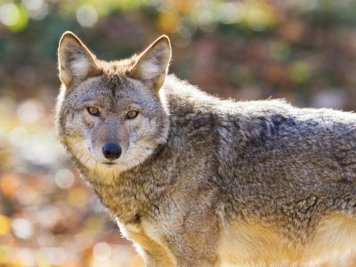 Image of a coyote looking at the screen