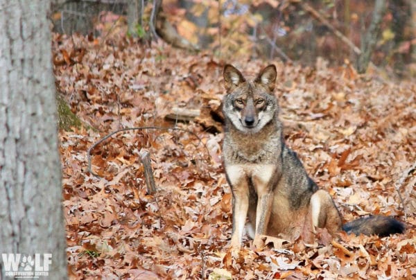 Image of a coyote