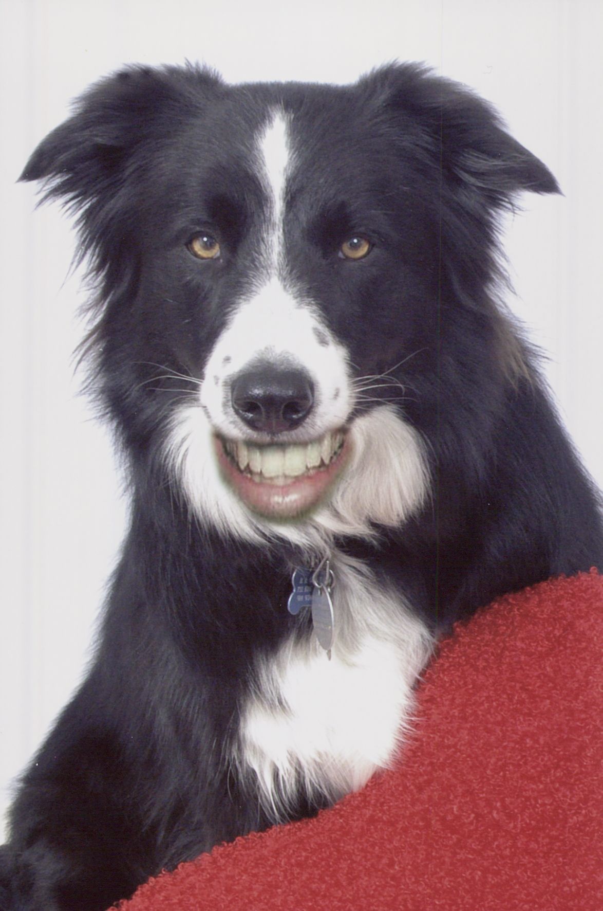 Image of a dog with teeth