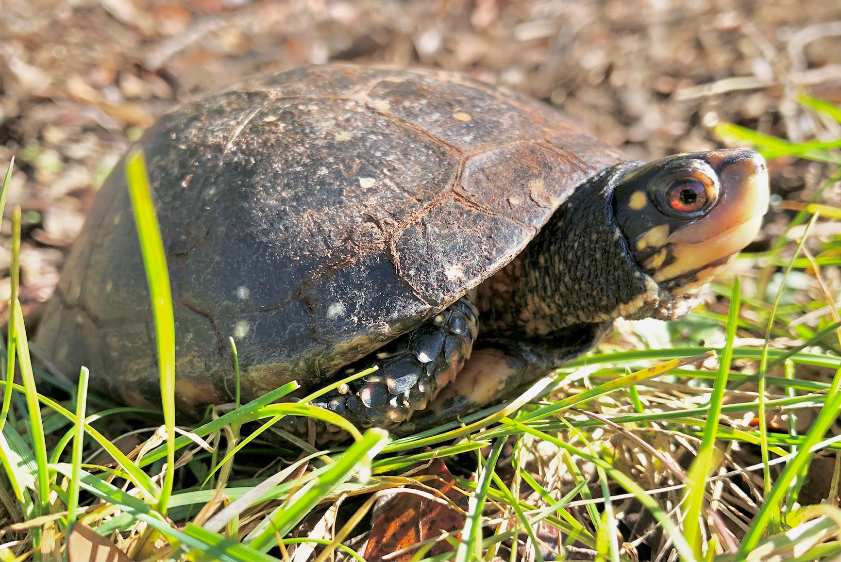 A small and brown turtle looks up and to left while in a patch of grass; it is a spotted turtle named Dottie.
