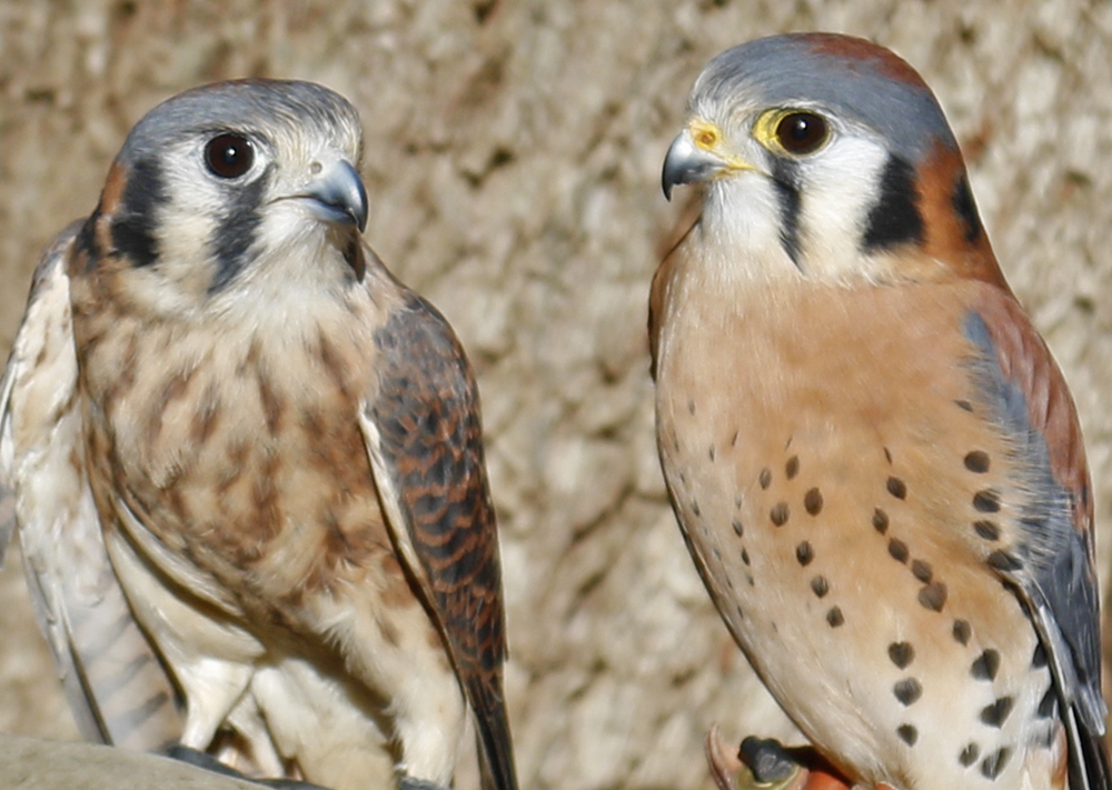 Two Kestrel birds (smaller rust, gray, and white colored raptors) named Finn and Breeze