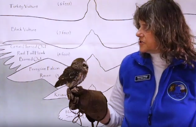 Mary-Beth Kaeser looking at a sawhet owl on her glove