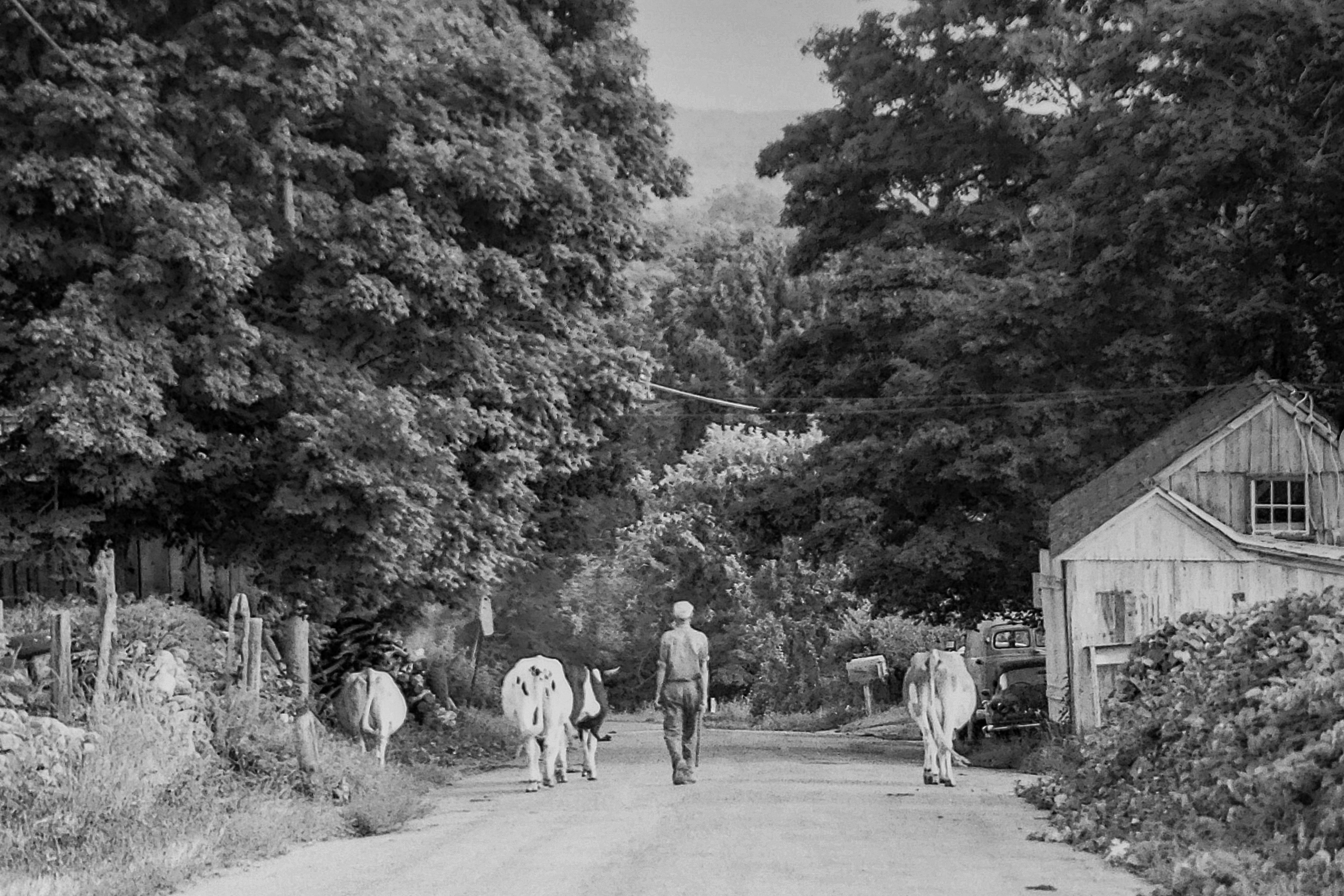 Image of cows on road