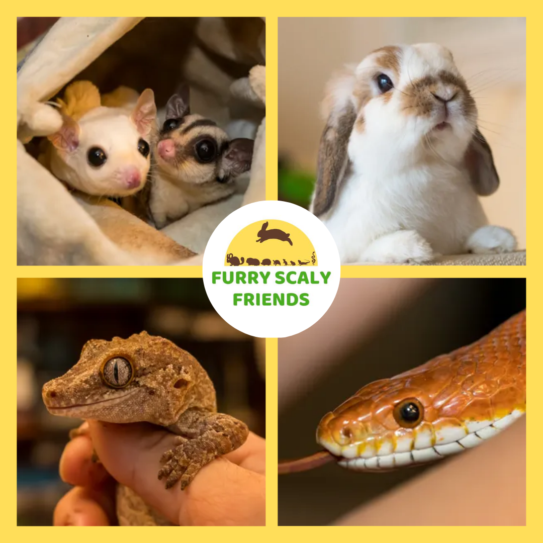 A selection of animals who will be joining us, including sugar gliders, a lop-earred rabbit, a gargoyle gecko, and a corn snake.