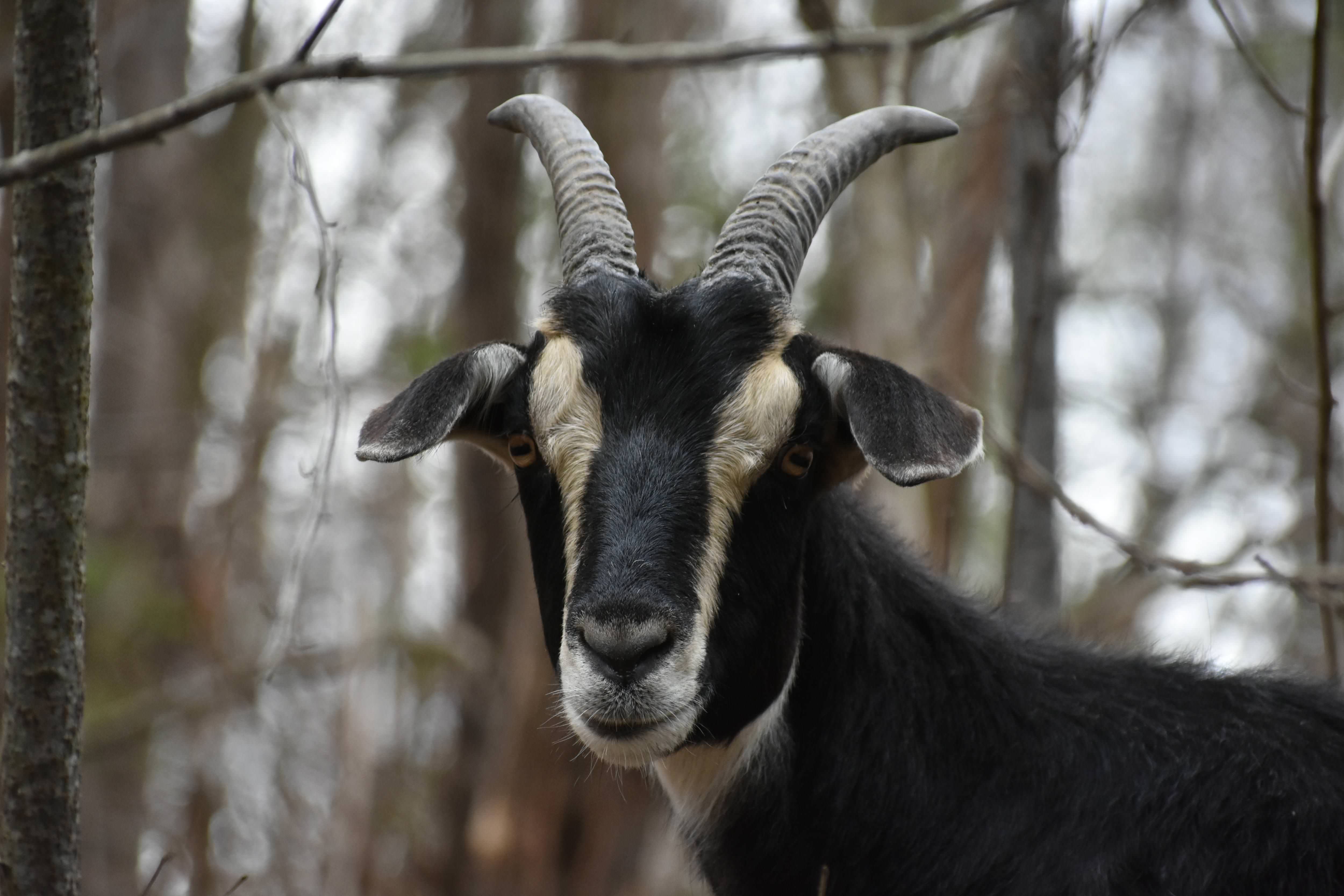 Goat-VT Farm | Southbury Public Library