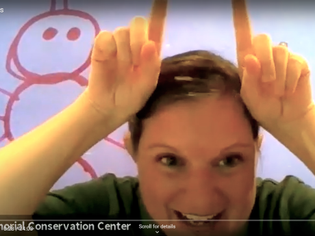 A screenshot of Carrie Szwed of the White Memorial Conservation Center using her fingers as antennae.