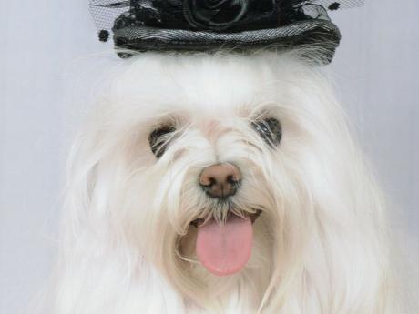 Image of a dog with a hat
