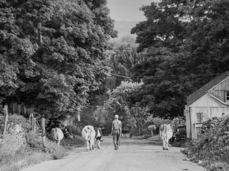 Image of cows on road