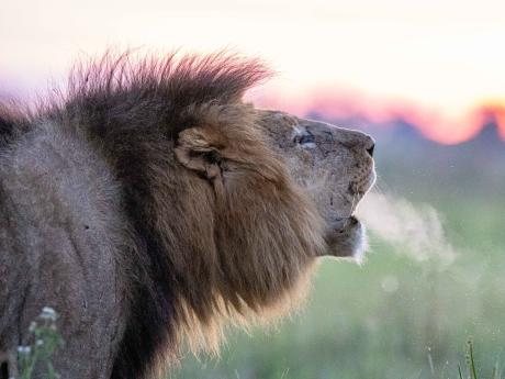 Image of lion roaring