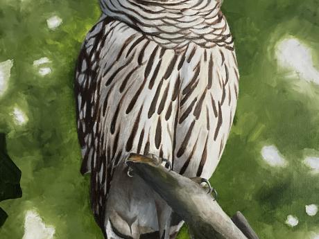Image of an owl
