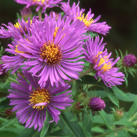 Image of an Aster Plant