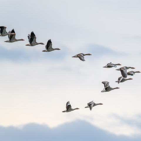 Image of birds migrating