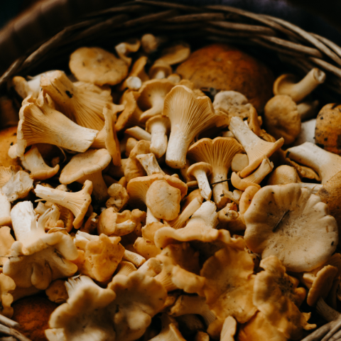 Image of mushrooms