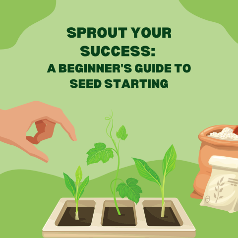 Sprout Your Success: A Beginner's Guide to Seed Starting