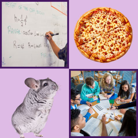 A collage combining someone doing math on a white board, pizza, a chinchilla, and teens studying