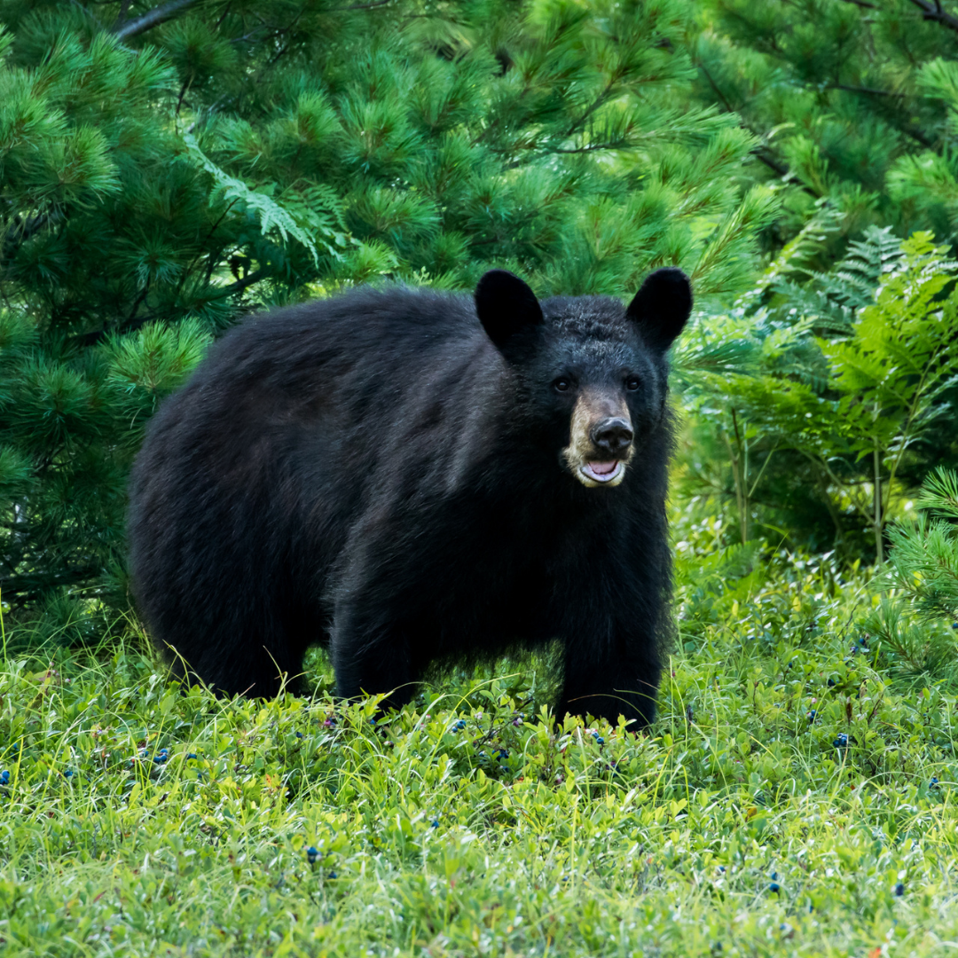 Image of a black bear