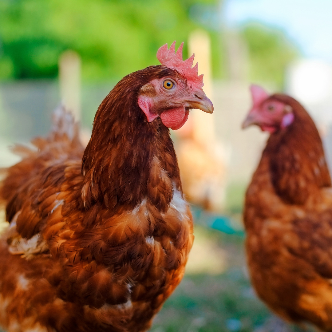 Image of chickens