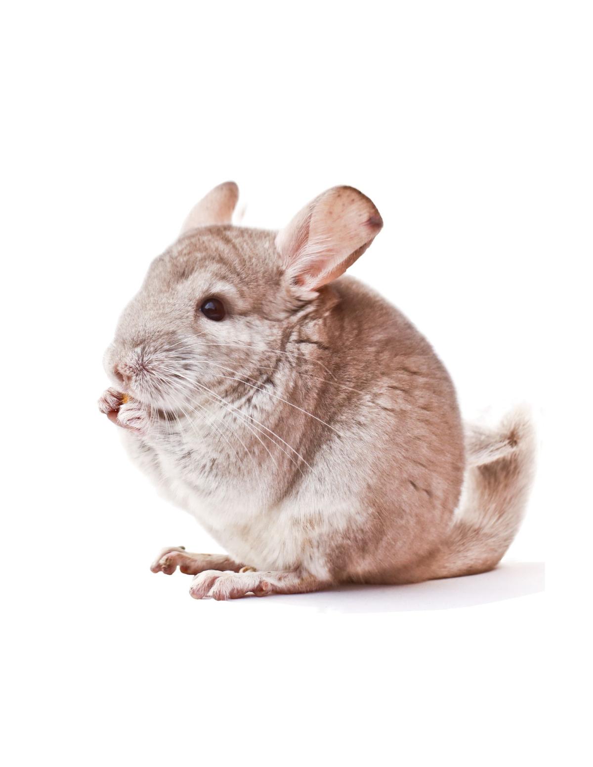 Image for "chinchilla"