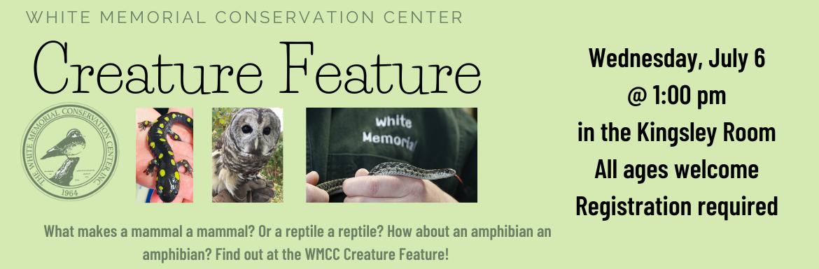 White Memorial Conservation Center Creature Feature. What makes a mammal a mammal? Or a reptile a reptile? How about an an amphibian an amphibian? Find out at the WMCC Creature Feature! Wednesday, July 6 @ 1:00 pm in the Kingsley Room. All ages welcome. Registration required.