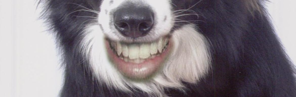 Image of a dog with human teeth